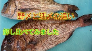 [魚の捌き方]野〆と活〆の真鯛を卸し比べてみた！！