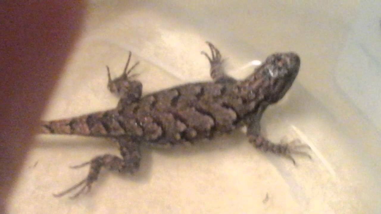 How to give your lizard a bath YouTube