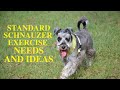 Standard schnauzer exercise [needs and ideas] の動画、YouTube動画。