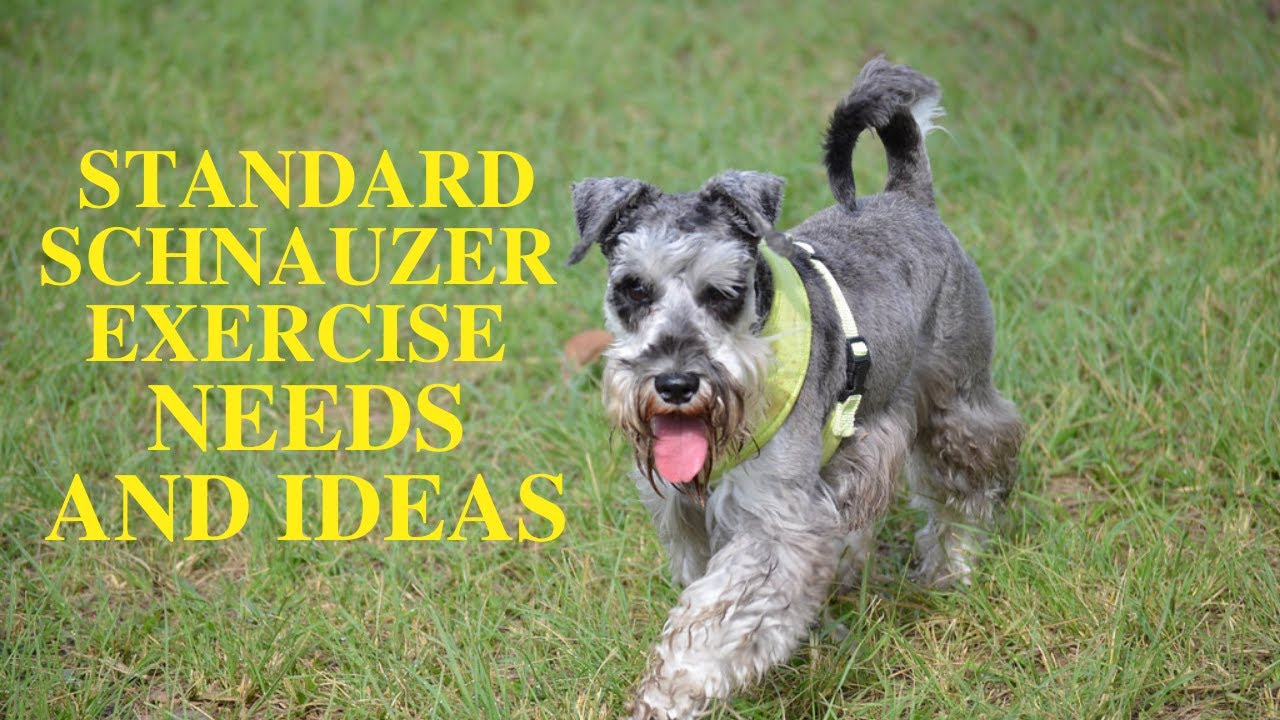 Standard Schnauzer Exercise [Needs And Ideas]