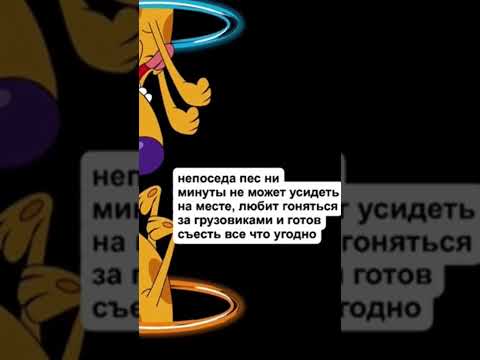 Мультфильм котопес персонажи