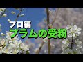 プロ編 プラムの受粉