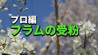 プロ編 プラムの受粉