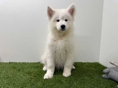 Video Samoyed