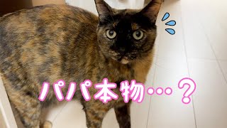 飼い主が松葉杖を使ったら猫が怖がって近寄りません… by ねこほうチャンネル 38,350 views 2 weeks ago 5 minutes, 32 seconds