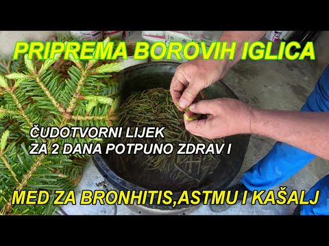 BRONHITIS,ASTMA,KAŠALJ,PLUĆA - BOROVE IGLICE BRZO LIJEČE