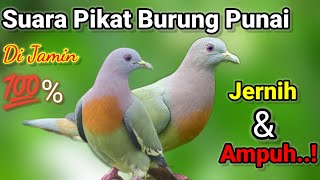 SUARA BURUNG PUNAI ASLI 100% DIJAMIN JERNIH DAN AMPUH‼️ cocok buat pikat/nyanggong.