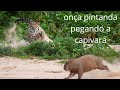 Onça pintanda pegando a capivara !