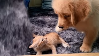 Adorable Golden Retriever and Funny Tiny Kittens