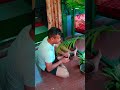 একটা গাছ পুরো ঘরের চেহারাটাই বদলে দেয় #shorts #shortsfeed #sayanibiswasvlogs