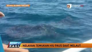 Nelayan Temukan Hiu Paus Saat Melaut