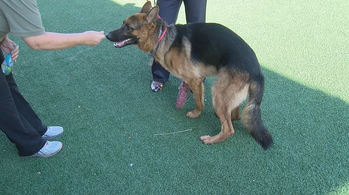 SPCA wants to find owner of an abandoned dog with ...