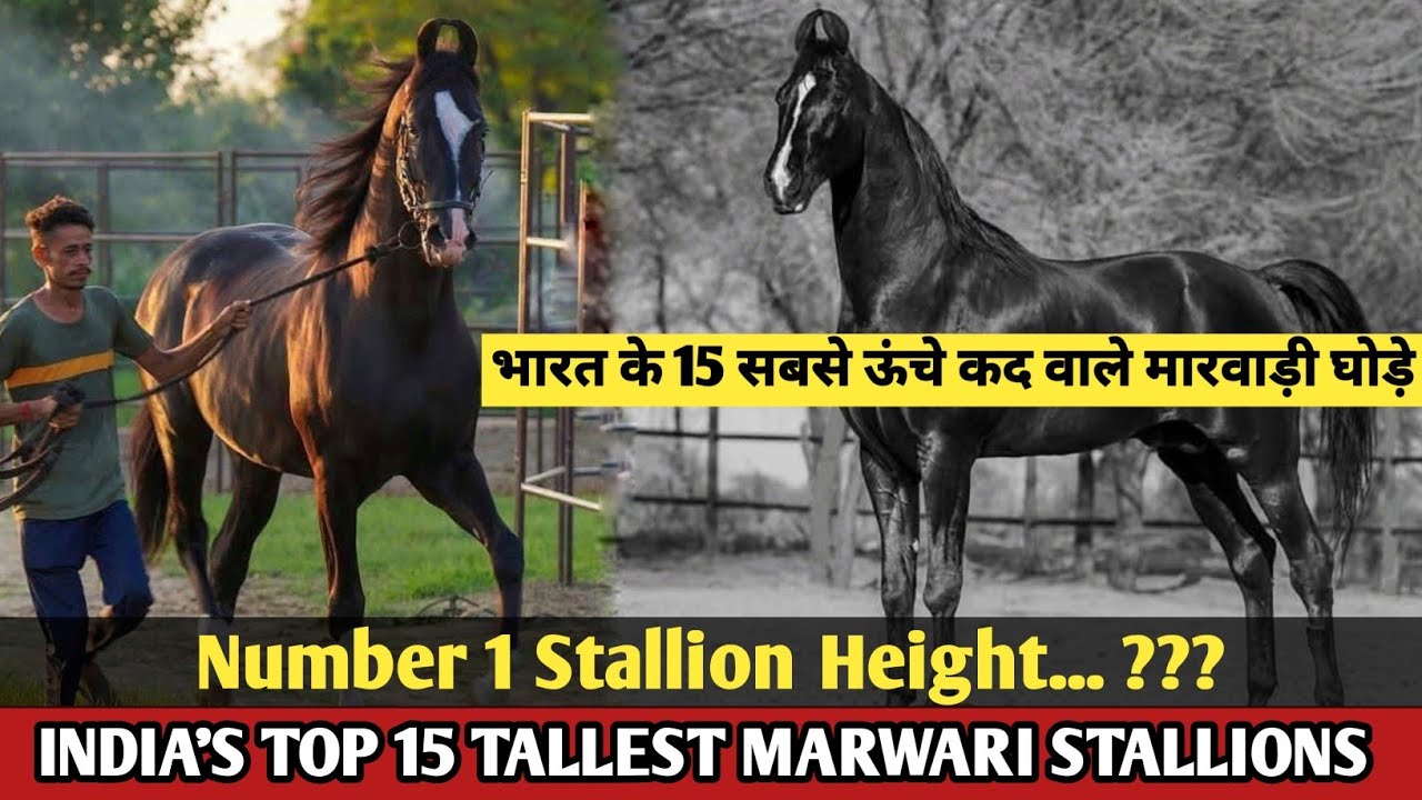 INDIA'S TOP 15 TALLEST MARWARI STALLIONS !!भारत के 15 सबसे ऊंचे कद वाले मारवाड़ी घोड़े !