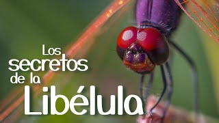 ¿Que tanto sabes las libélulas? Te sorprenderá!! by BENILANDIA 372 views 8 months ago 8 minutes, 8 seconds