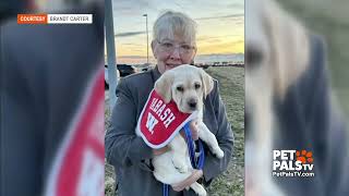 Canine Companions Puppy Raiser by petpalstv No views 11 minutes ago 4 minutes, 17 seconds