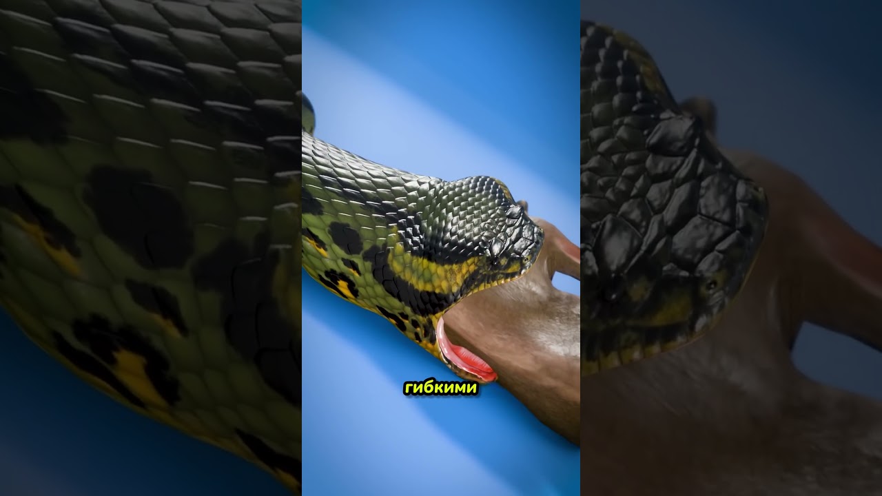 Вы не поверите, как змея это делает #snake #anaconda #shorts