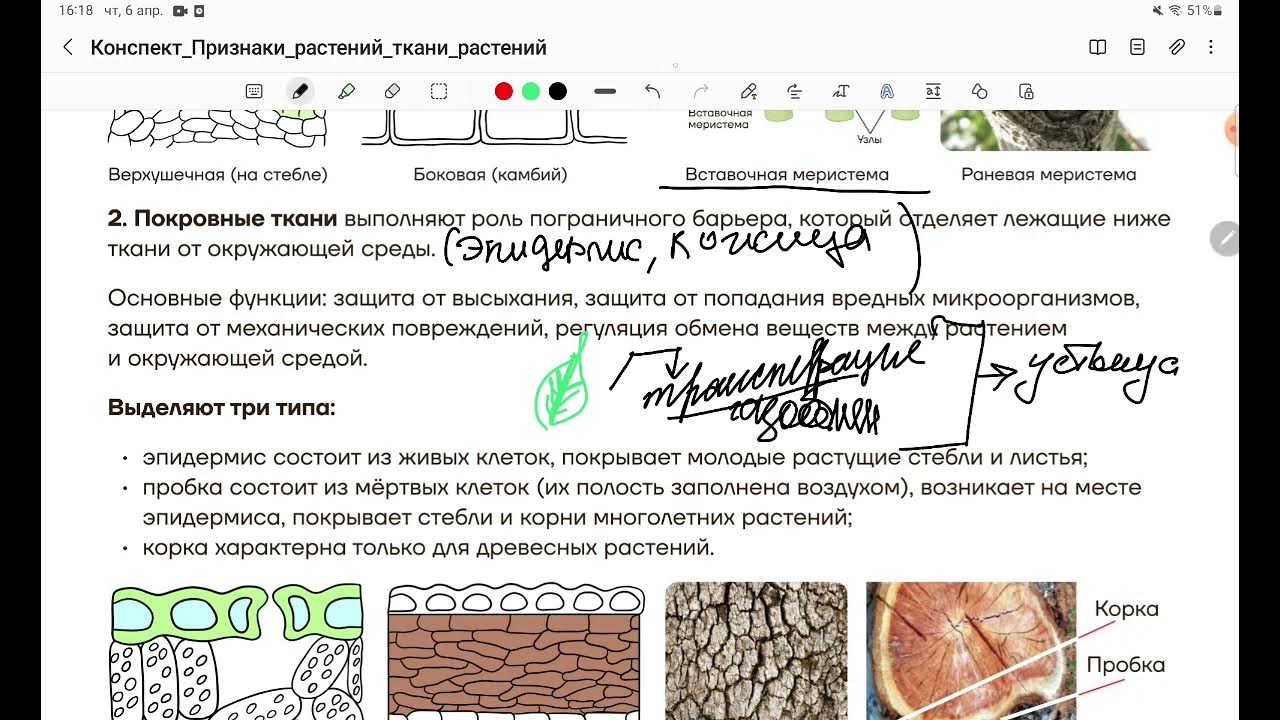 Процессы в листьях впр 6 класс биология. Ткани растений ОГЭ. Ткани растений ОГЭ биология. Ткани и органы растений ОГЭ. Растительная ткань ксерофитов.