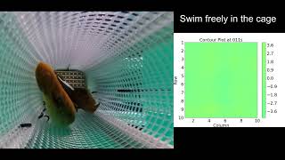 Automated Detection of Sea Lamprey Suction with a Smart Panel