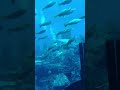 Amazing Fish Families! Must watch till end #shortvideo #shortsfeed #fishfeeding #fish
