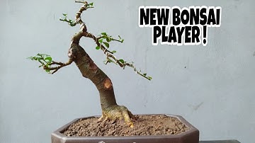 Cắt tỉa và thay đất cho cây duối bonsai, how to make bonsai streblus asper