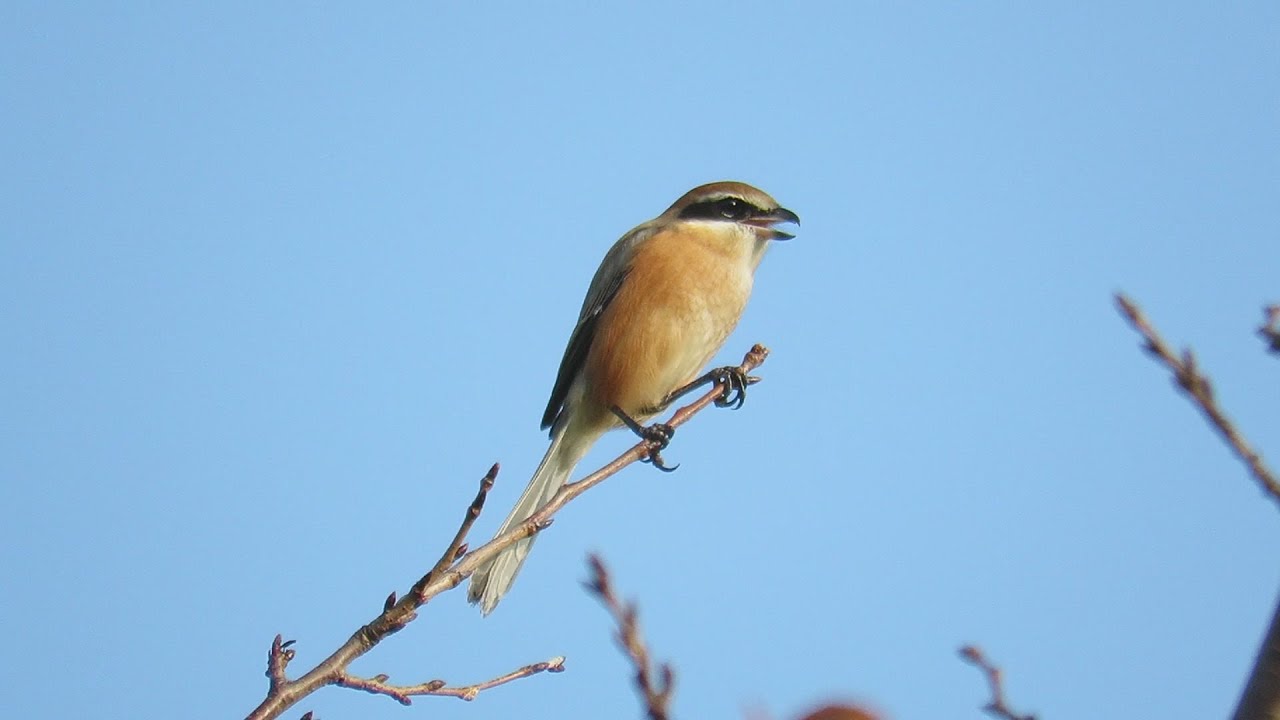 モズ Bull-headed shrike の鳴き声。2015/10/12 