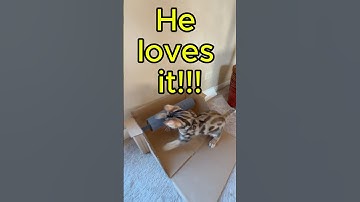 DIY Cat Toy Using Cardboard - Easy & Fun Kitty Crafts