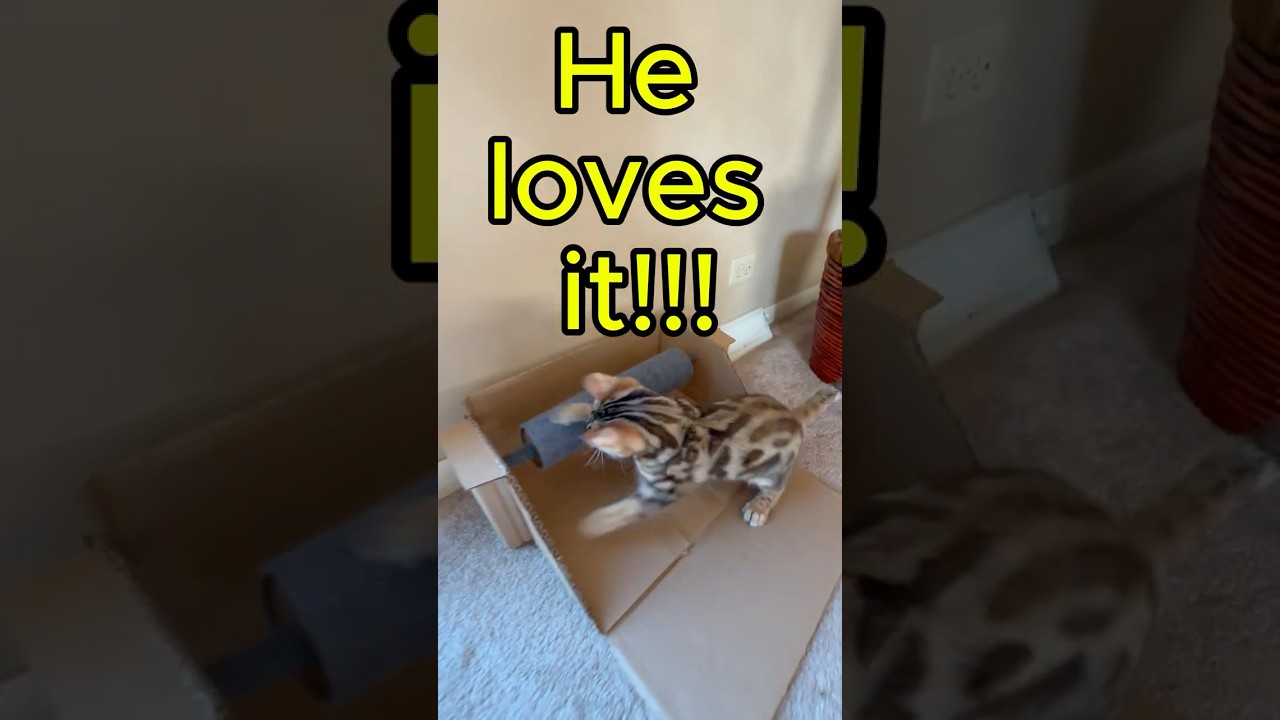 DIY Cat Toy Using Cardboard - Easy & Fun Kitty Crafts