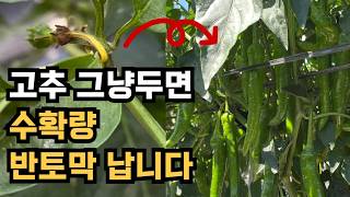 모르면 손해보는 고추 꽃이 떨어지는 이유 고추 낙과 낙화 붕소결핍