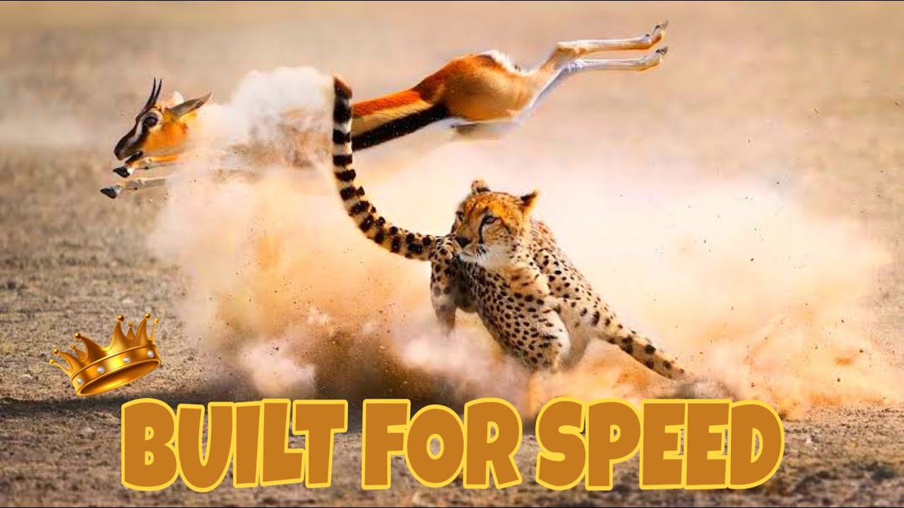 The Science of Speed and behavior That Makes Cheetahs Such Successful