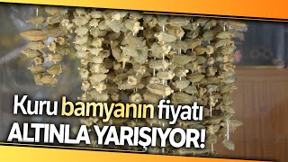Kuru Bamya Gram Altınla Yarışıyor