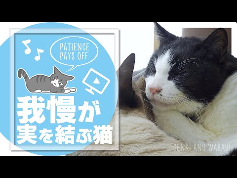 我慢が実を結ぶ猫