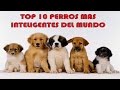 LOS  PERROS MAS INTELIGENTES DEL MUNDO | TOP 10 |