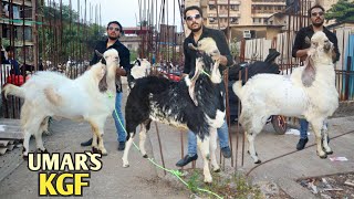 Big Goat's Ka Nayaab Shoukh At Umar KGF Andheri Dongar