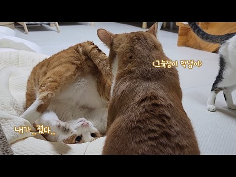 레슬링 당하는 고양이의 다급한 항복....!