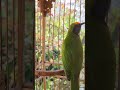 Vẻ đẹp chim Thanh Tước #nguyễnnhân #shorts #birds