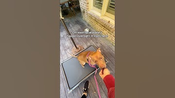 Off leash recall starts here | The Ginger Dog Gal #dogtrainer #dogtraining #rescuedog
