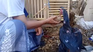 PAKAN AYAM JADI RAKSASA (Mempercepat Pertumbuhan Pada Ayam) *KYOJIN*