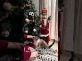 Les favoris de mon chat pour Noël dont WHISKAS avec sa pâtée 😻! thumbnail