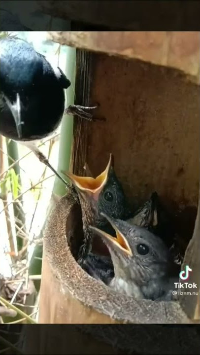 chim chích chòe than non đáng yêu quá #shorts