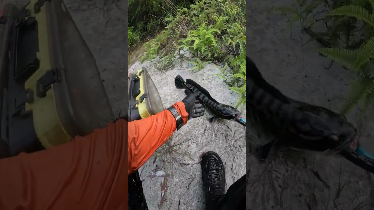 REEL ABU GARCIA POWERSHOOTER VS MAMA TOMAN 