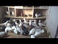 Широкохвостые бакинские голуби Сергея Волкова  Часть 1