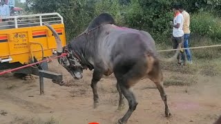 फक्त बैलगाडा शर्यत | Aggressive Bullock cart | Maza Baap Shetkari | Bailgadi Sharyat In Kupatgiri