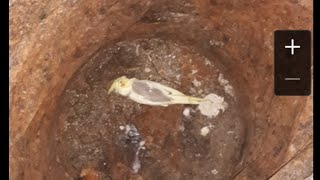 Выпустила пар)) разведение попугаев в РБ Выпустила пар)) разведение попугаев в РБ