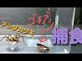 【アシダカグモの飼育】アシダカグモVSゴキブリ【捕食】