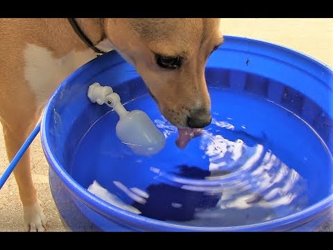 build-your-own-automatic-dog-water-bowl-bucket!