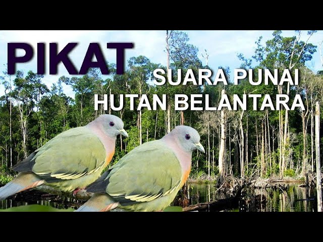 pikat, suara punai hutan belantara class=