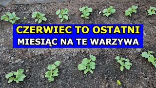 Czerwiec - Ostateczny Miesiąc na Siewy tych Warzyw. Co siać i sadzić w Czerwcu - Kalendarz Ogrodnika