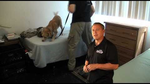 Detection Dog Quick Tip, Bedbug, Narcotics, Explosive