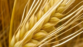 Benefits of wheat