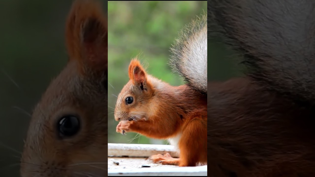 Mira 🥰Adorable Squirrel Eating His Breakfast 🍴Chewing ASMR Sound Effect en YouTube Mira 🥰Adorable Squirrel Eating His Breakfast 🍴Chewing ASMR Sound Effect en YouTube
